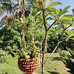 Delle Palme 4*