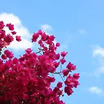 Delle Palme 4* Aci Trezza
